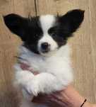 Spaniel Kontynentalny Miniaturowy Papillon ZKwP / FCI