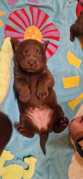 Labrador retriever szczeniak z rodowodem