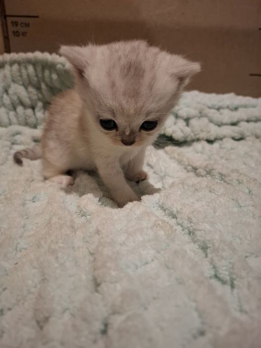 Чистокровная шотландска прямоуха,девочка