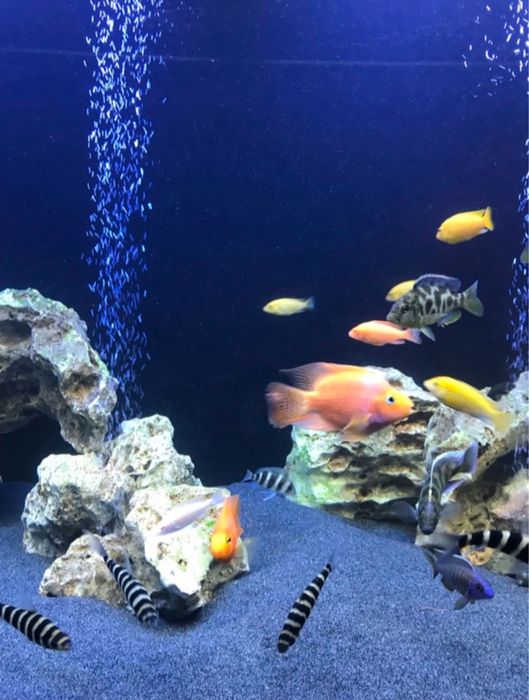 Акваріум на 900 л