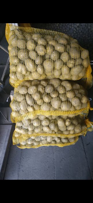 Ziemniaki jadalne transport gratis