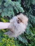 Szpic miniaturowy Pomeranian maluszek