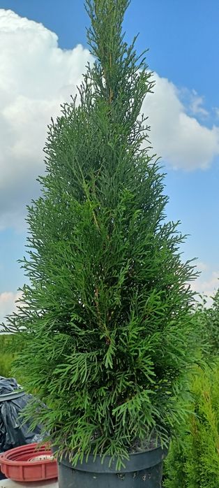 Cyprysowiec ,Castlewellan 250 cm tuje szmaragd