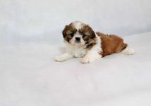 Szczeniaczek shih tzu tricolor piesek z rodowodem