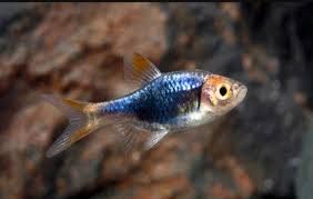 Razbora klinowa niebieska