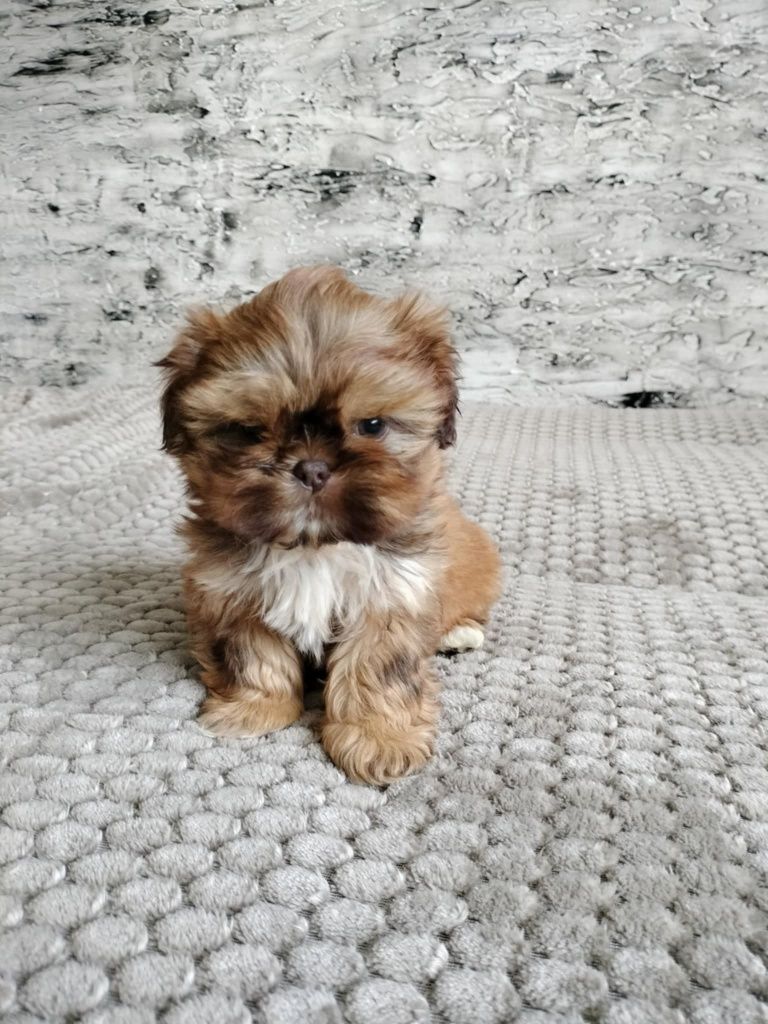 Sunia nr 2 Shih Tzu