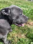 Cane corso niebieska suka juz do odbioru pochodzenie FCI