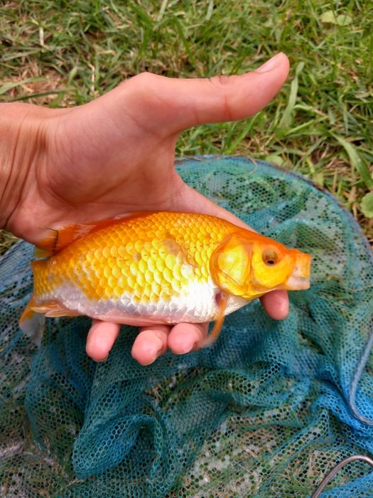 Karasie koi do oczka