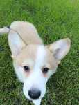 Welsh Corgi Pembroke