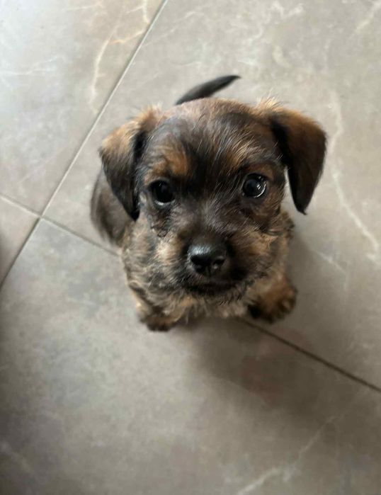 Szczeniaki 2 miesięczne