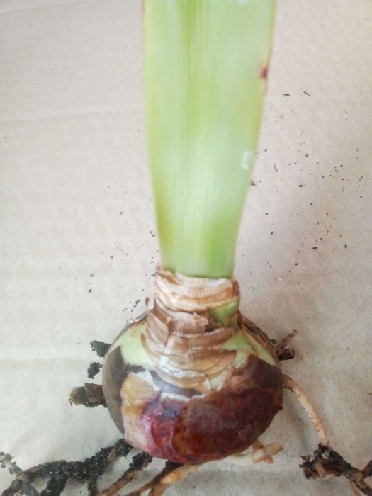 Гиппеаструм  луковица.