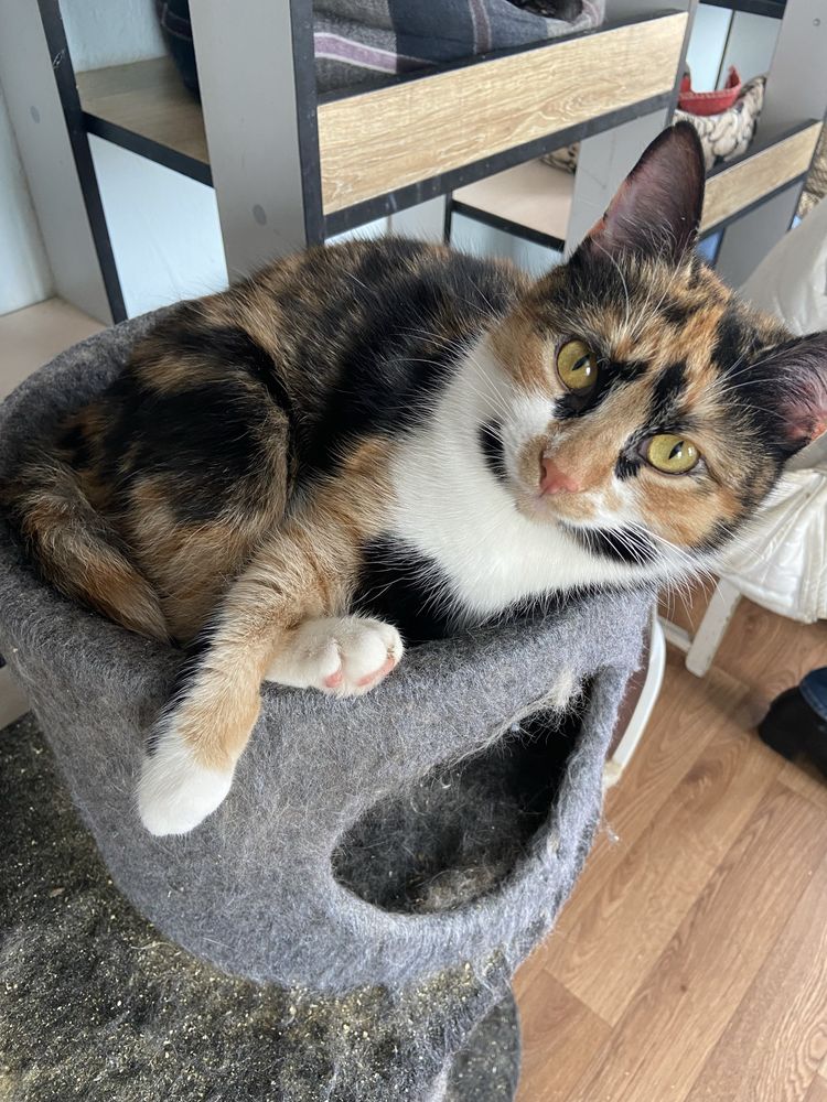Котик безкоштовно