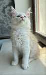 Rezerwacja Kocurek Maine Coon
