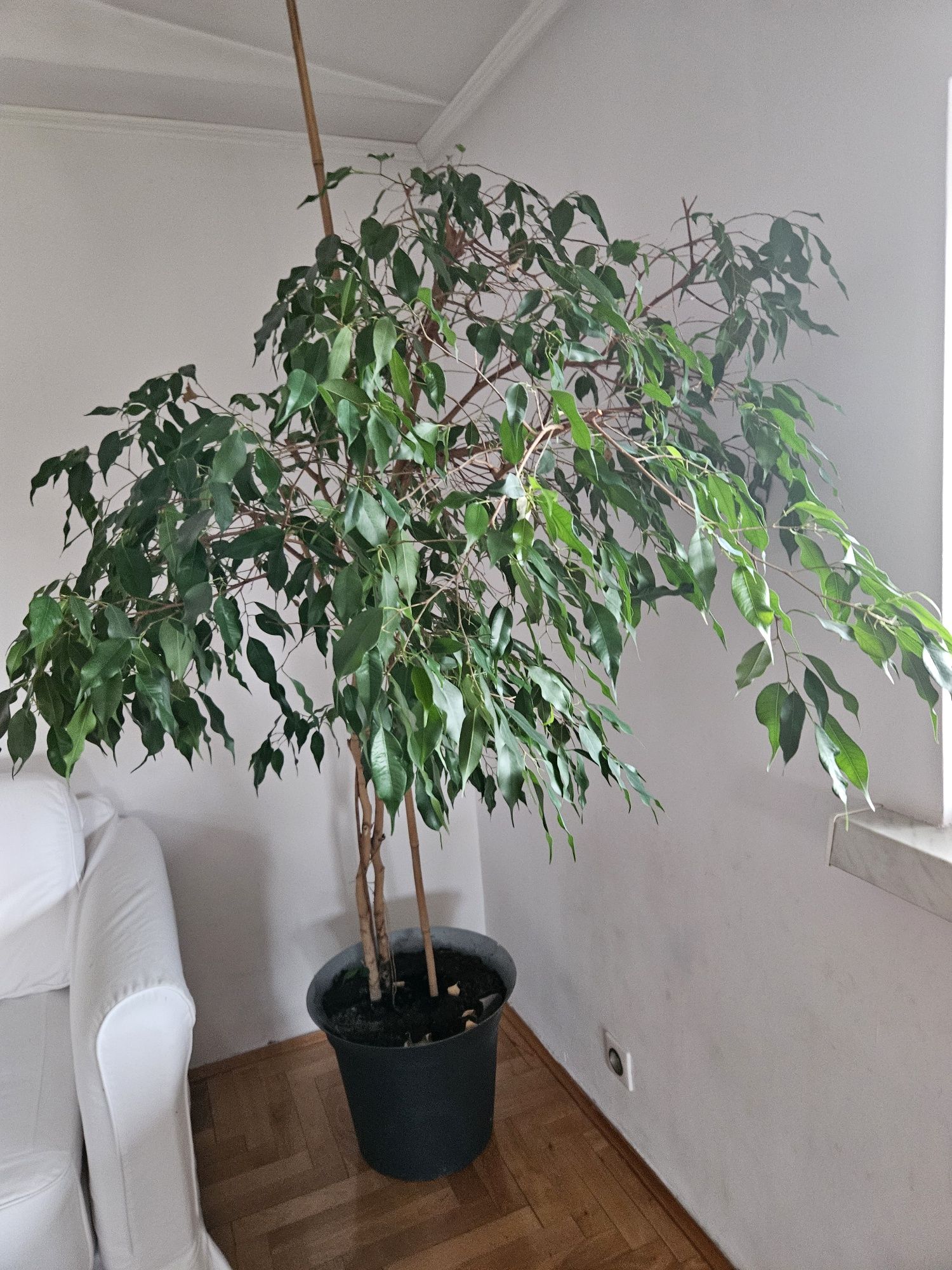 Fikus Benjamin 170 cm