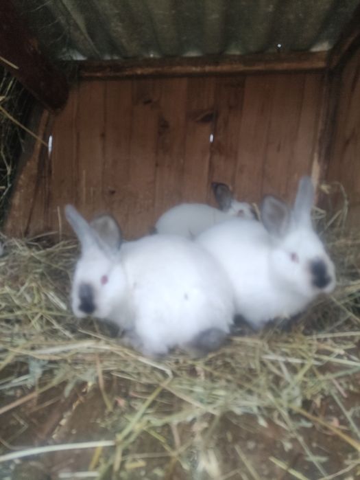 Кролики термонська біла...
