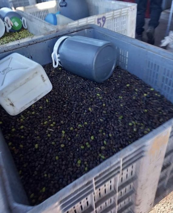 Azeite novo boa qualidade