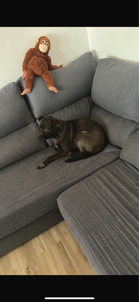 Olá,eu chamo me molly e procuro uma casa nova infelizmente