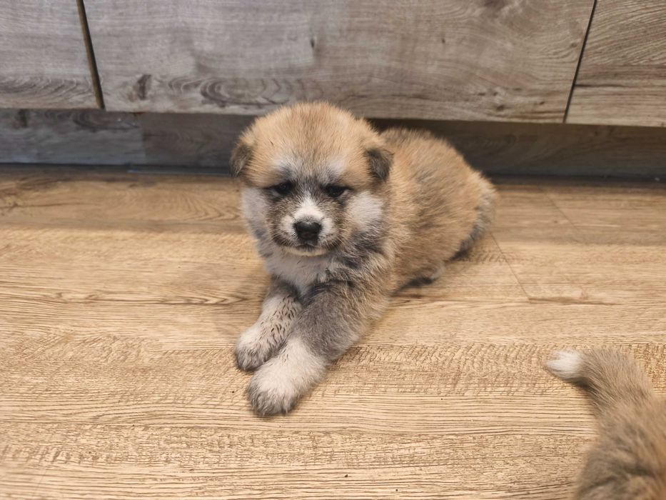 Szczeniak Akita Inu