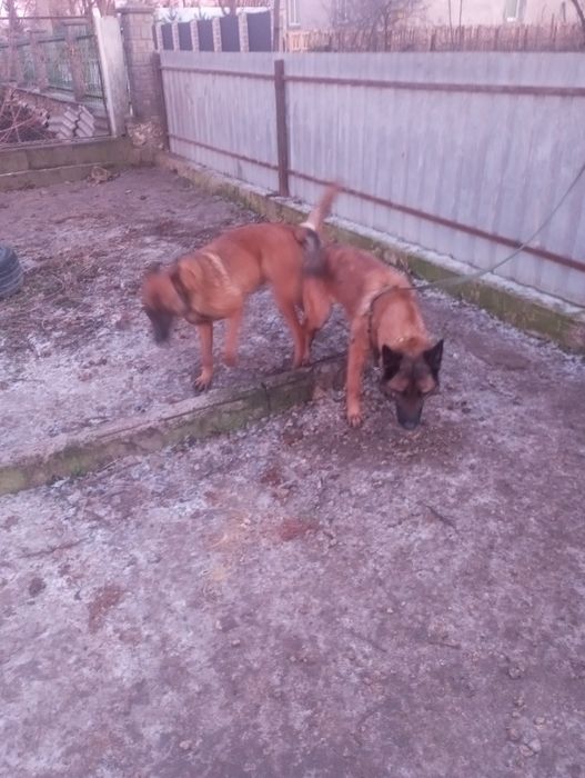 Вязка бельгійської вівчарки малінуа