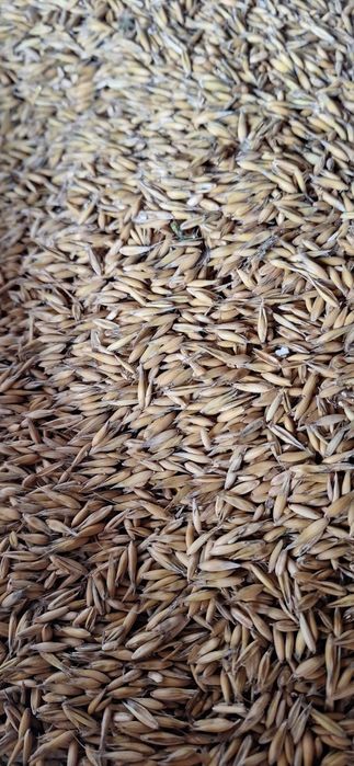 Sprzedam owies zwykły