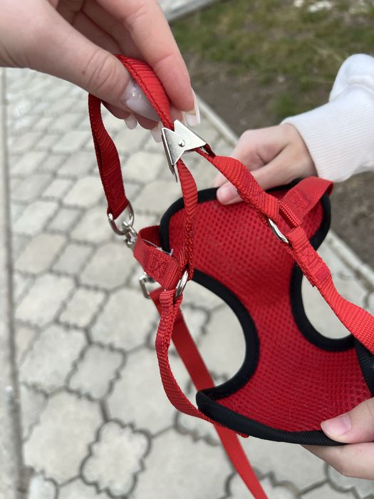 Повідець та шлейка