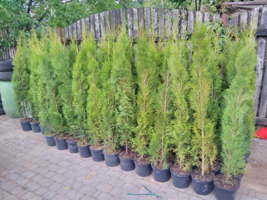 WYPRZEDAZ Tuja Szmaragd Thuja Smaragd 130-150 cm W DONICZKACH SUPRAŚL