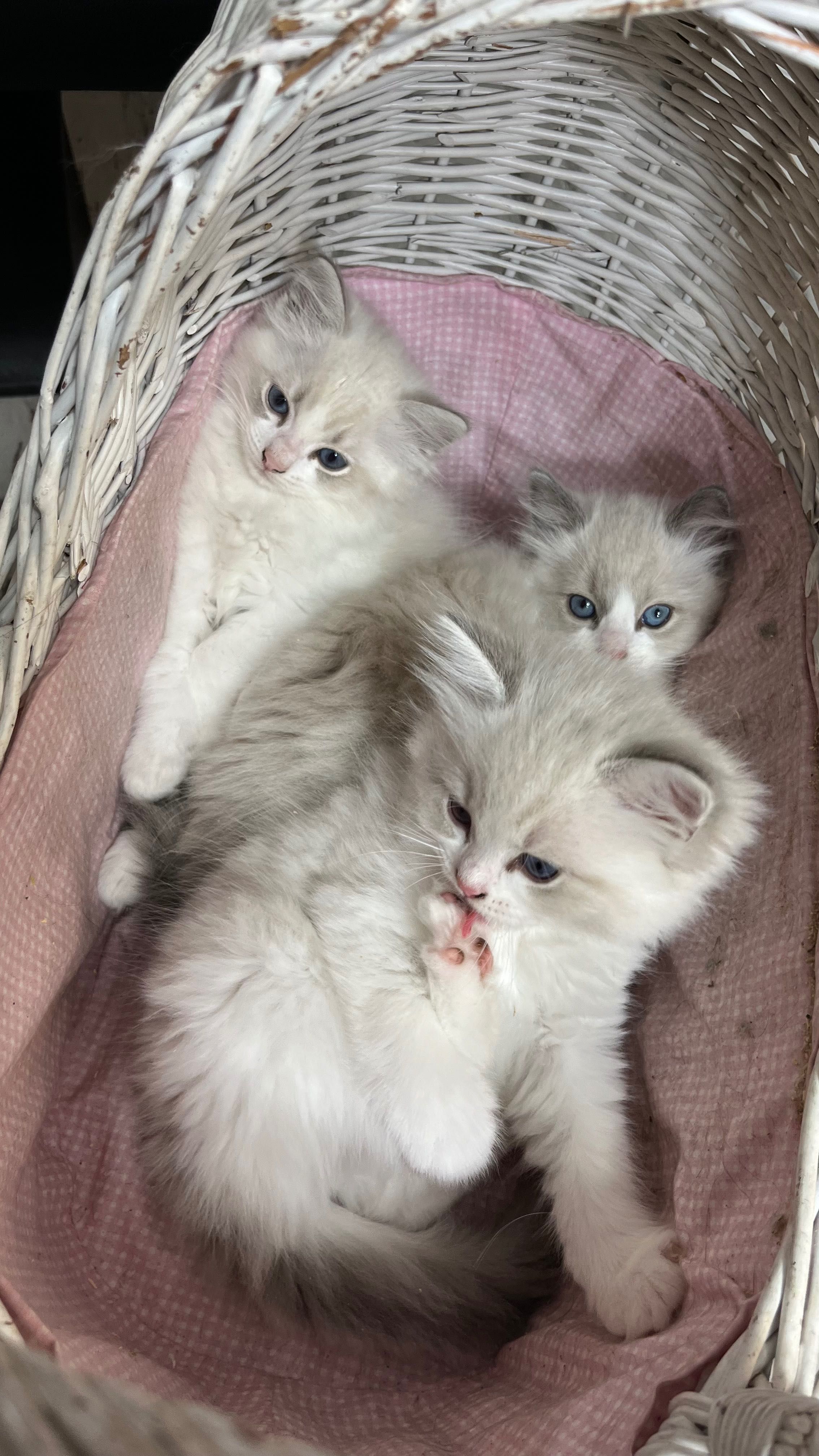 Kotek Ragdoll na kolanka