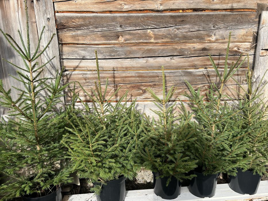 Ялинка в горщику жива