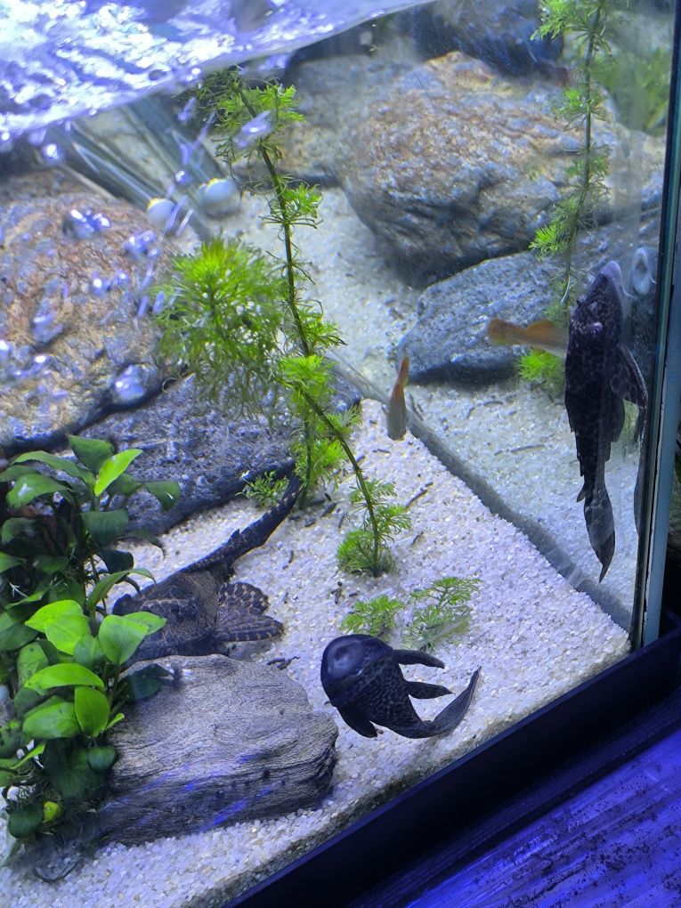 1Plecos 1 peixe gato rafael Ponte de Lima