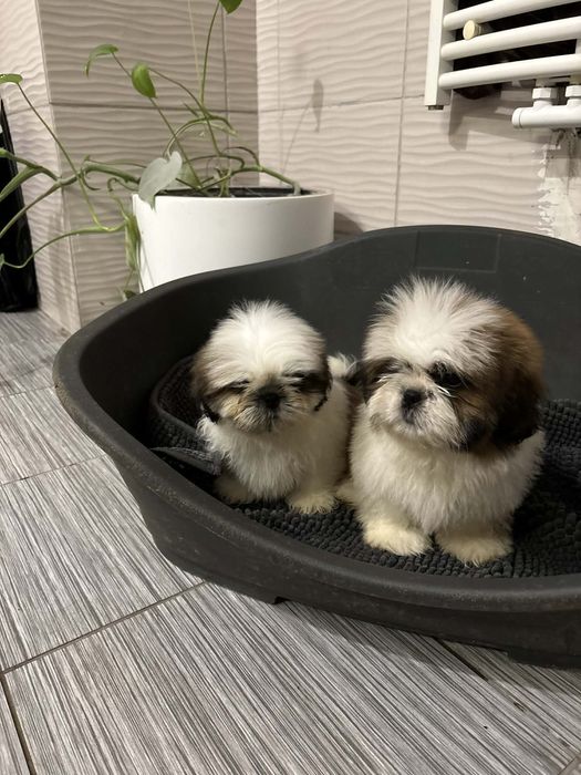 Shih tzu z rodowodem