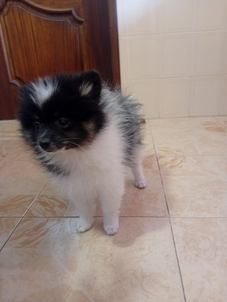 Spitz alemão macho