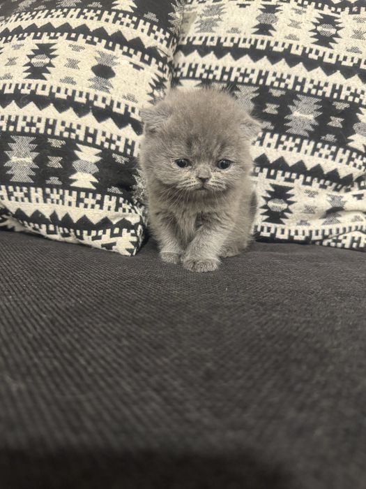 Підростають гарні кошенята