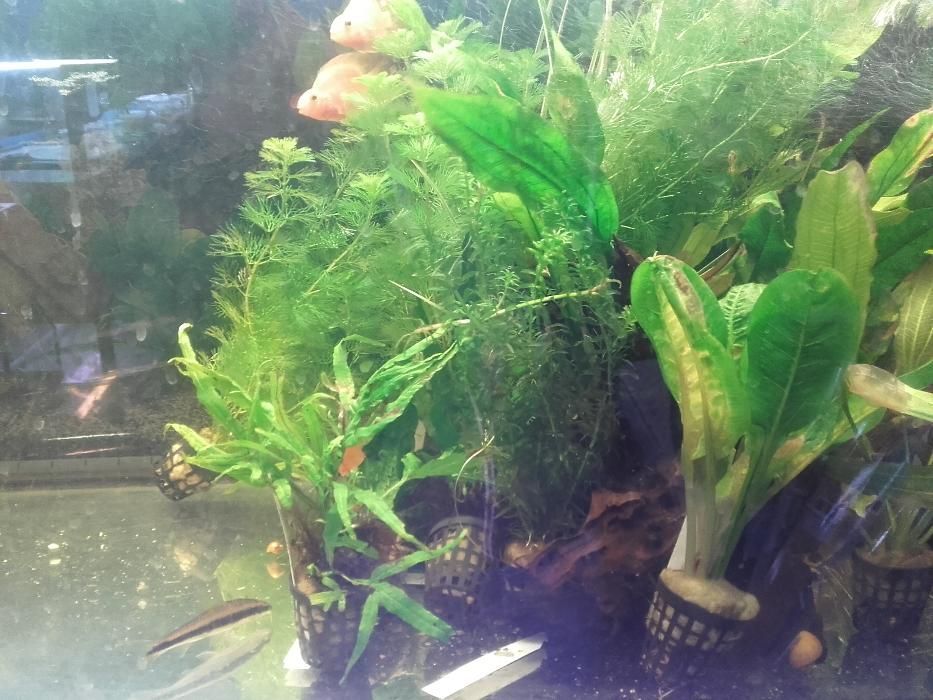 rośliny akwariowe