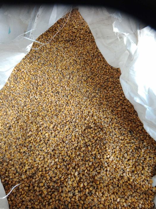 Kukurydza sucha tegoroczna