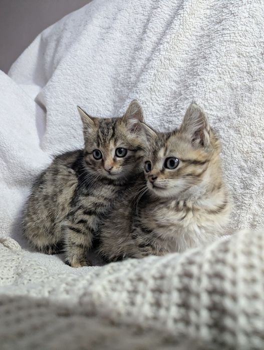 Кошенята, котики. Самбір