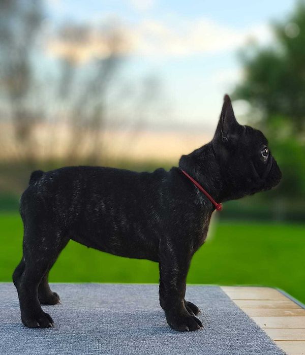 Buldog francuski FCI