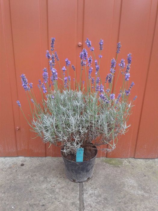 Лаванда зимостійка, англійська  - 5 сортів (біла, рожева, фіолетова)