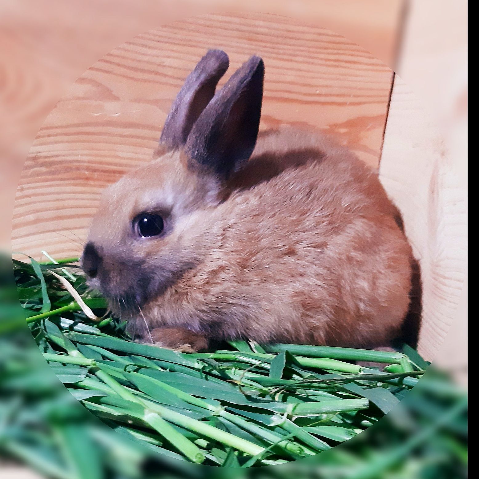 Карликовый мини кролик,порода "Голландский",окрас "Тюрингенский"