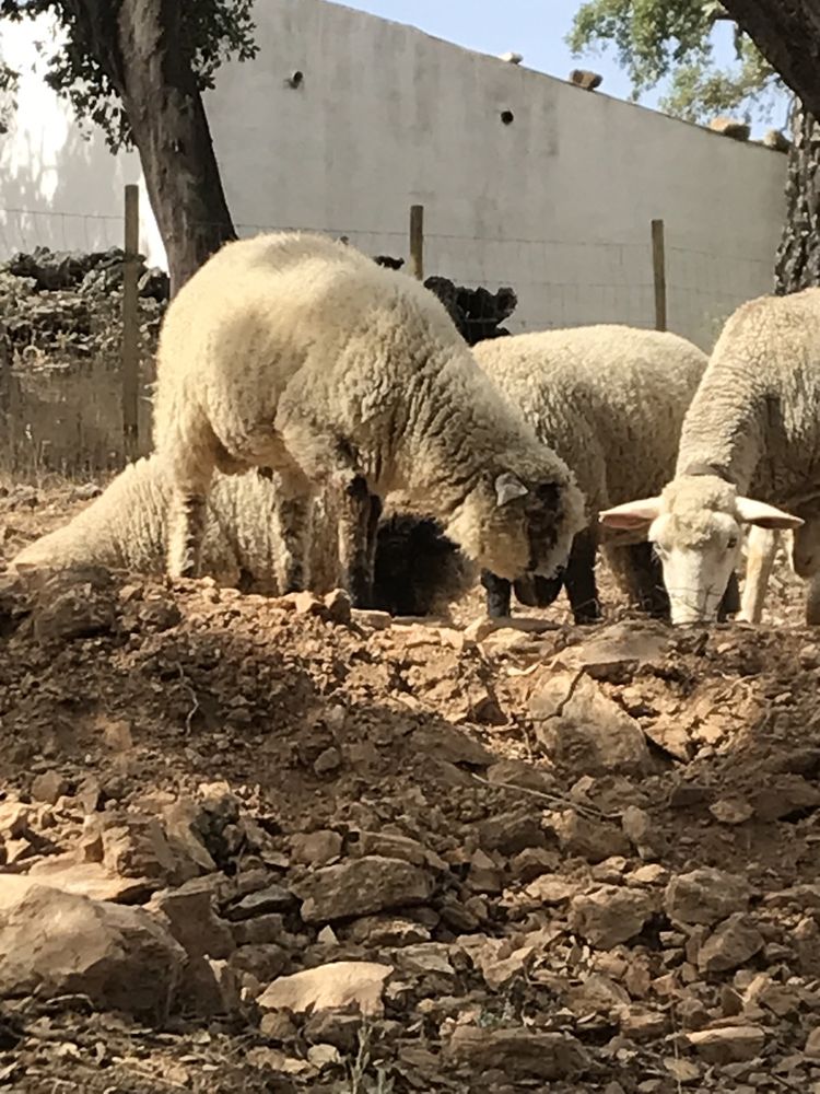 Borrego cruzado sullfok.