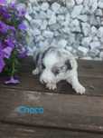 Border collie piesek Blue merle przebadani rodzice