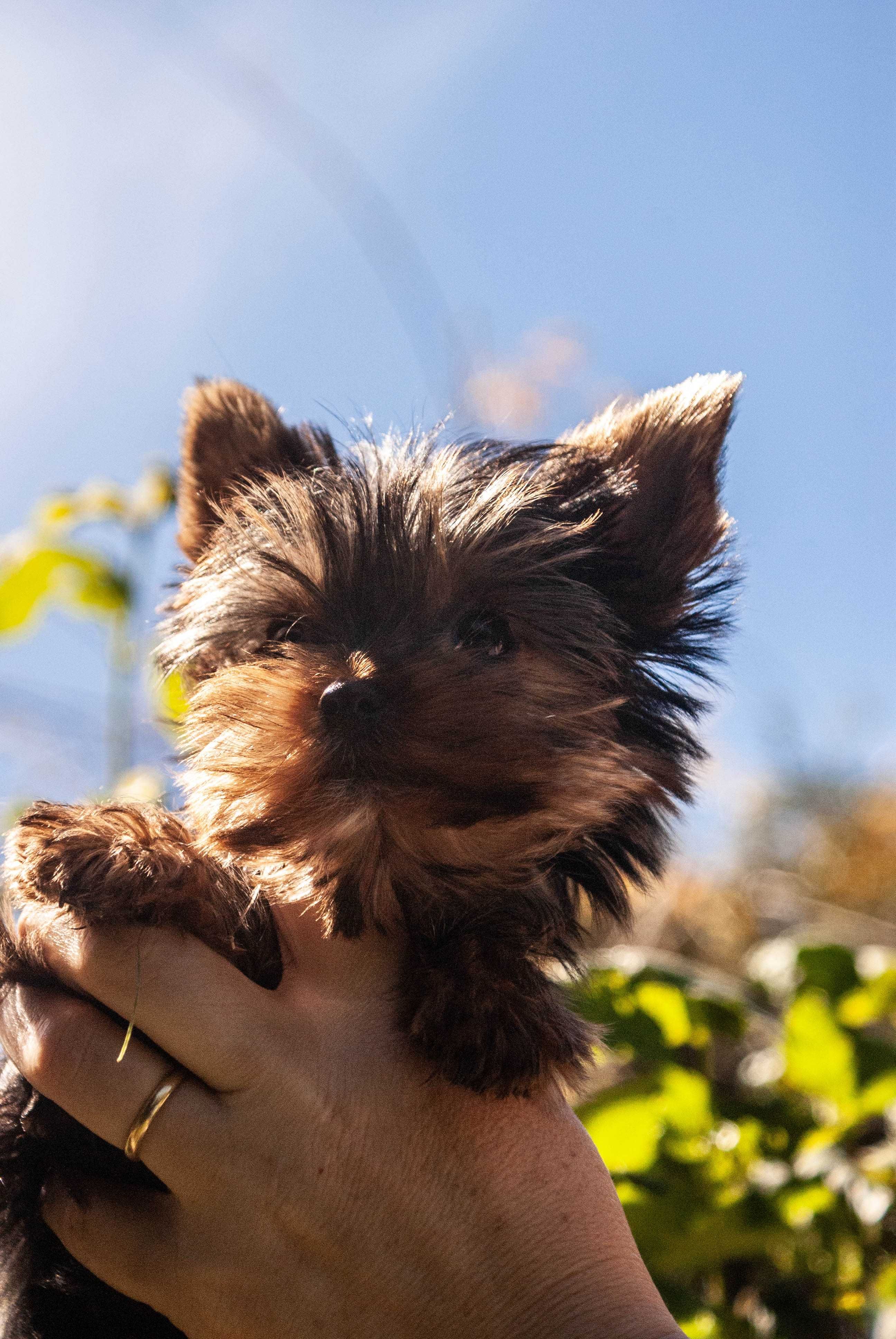 Yorkshire terrier filigranowy  samiec