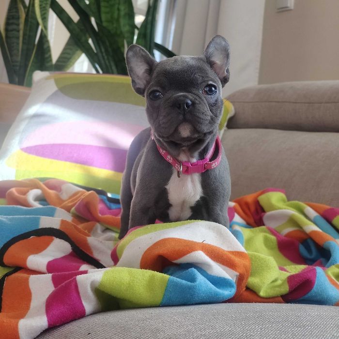 JUŻ do ODBIORU! Buldog francuski BLUE suczka niebieski szczeniak pies