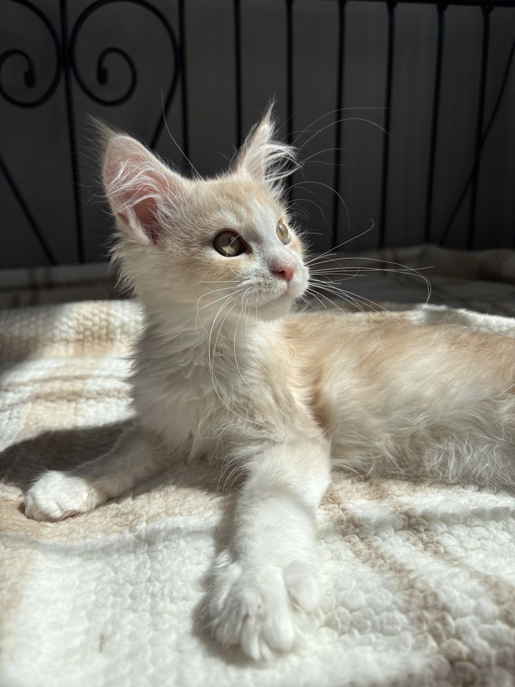 Kocur Maine Coon Gustaw