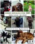 Domowy hotel dla psów Sofi/opieka nad psem/ petsitter