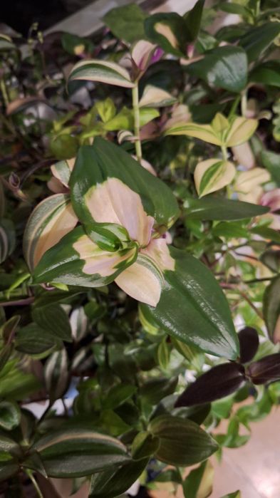 Monstera, syngonium, trzykrotki