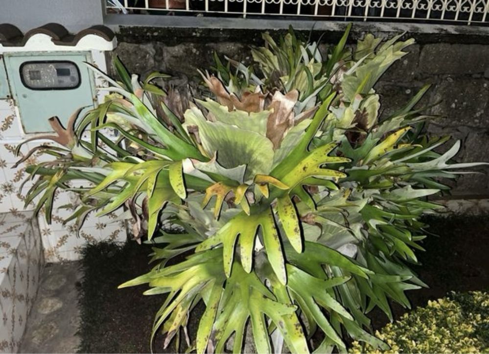 Planta “Chifre de Veado”