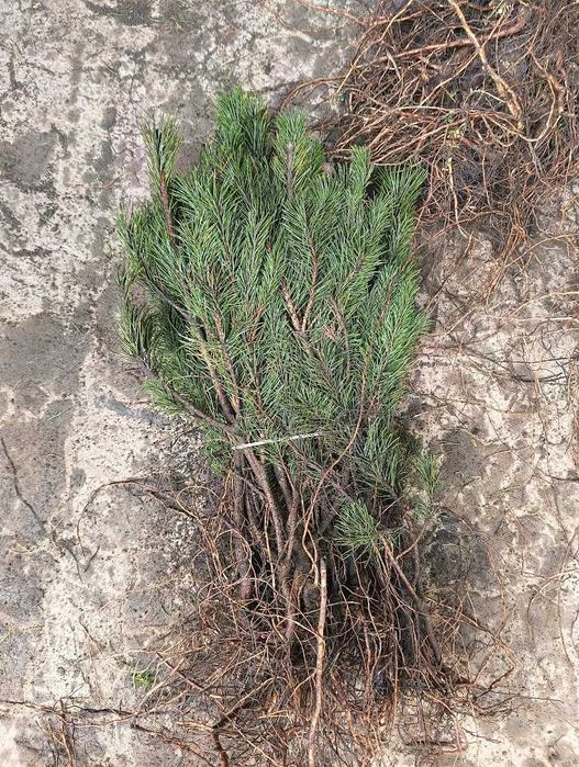 Sosna kosodrzewina Rotundata. 50 - 80 cm.