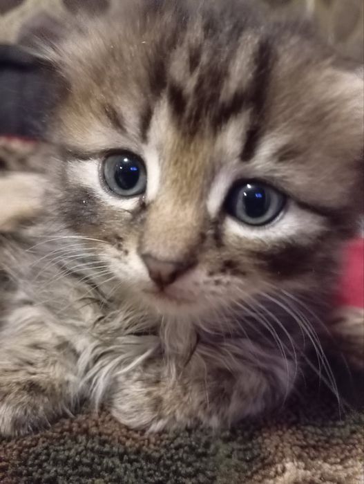 Віддам кошенят, котиків