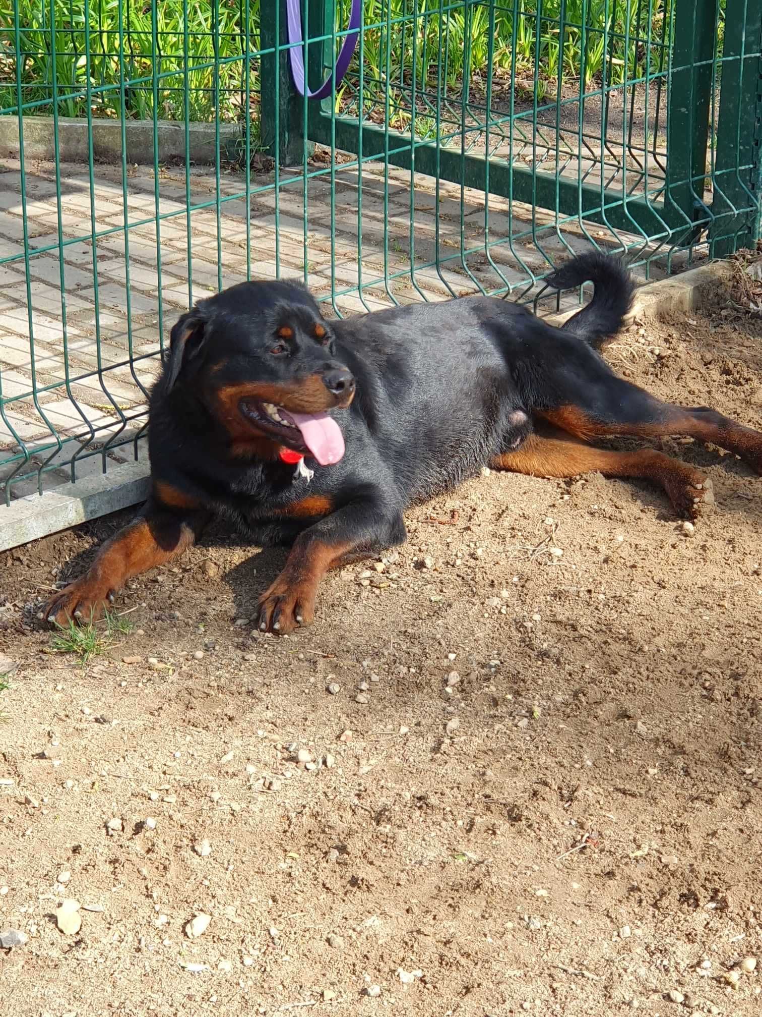 Nadir w typie rottweilera - schronisko