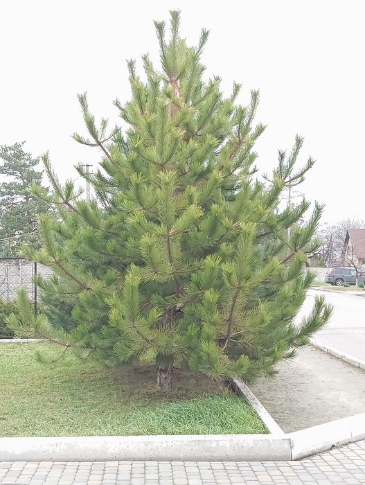 Сосна под сруб продам